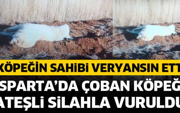 Çoban köpeği ateşli silahla vuruldu