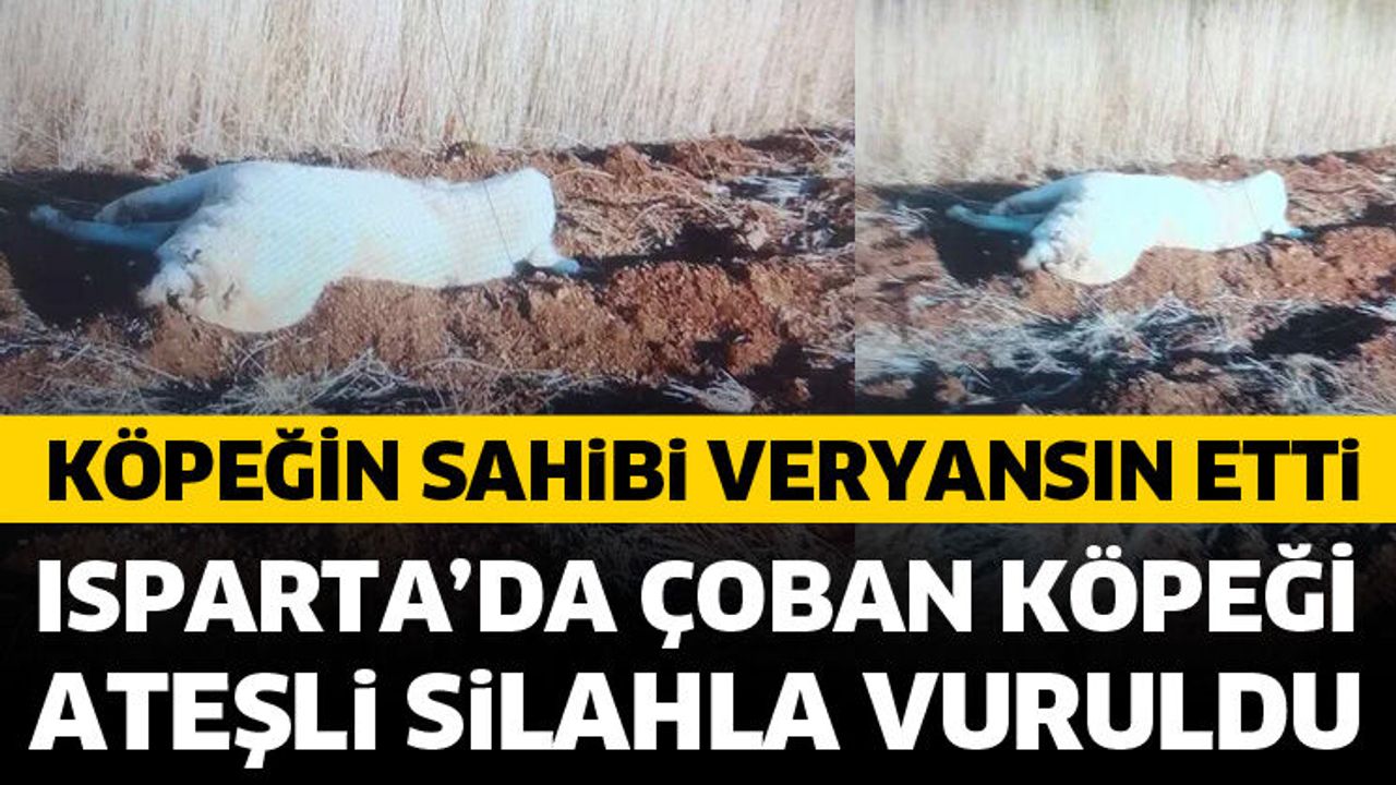Çoban köpeği ateşli silahla vuruldu