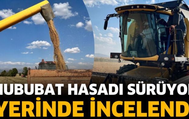 Hububat hasadı sürüyor