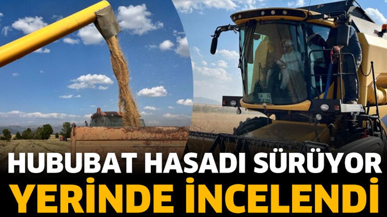 Hububat hasadı sürüyor