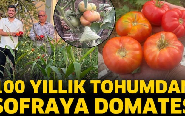 100 yıllık ata tohumu domates verdi