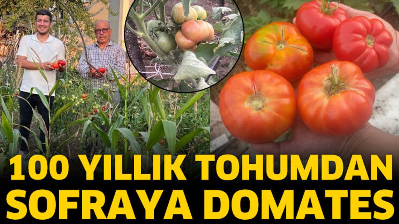 100 yıllık ata tohumu domates verdi