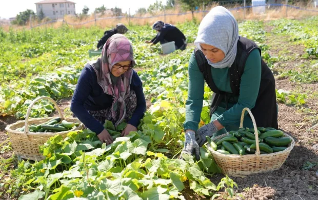 Çubuk turşusu 45 çeşidiyle dünya lezzetleri arasında