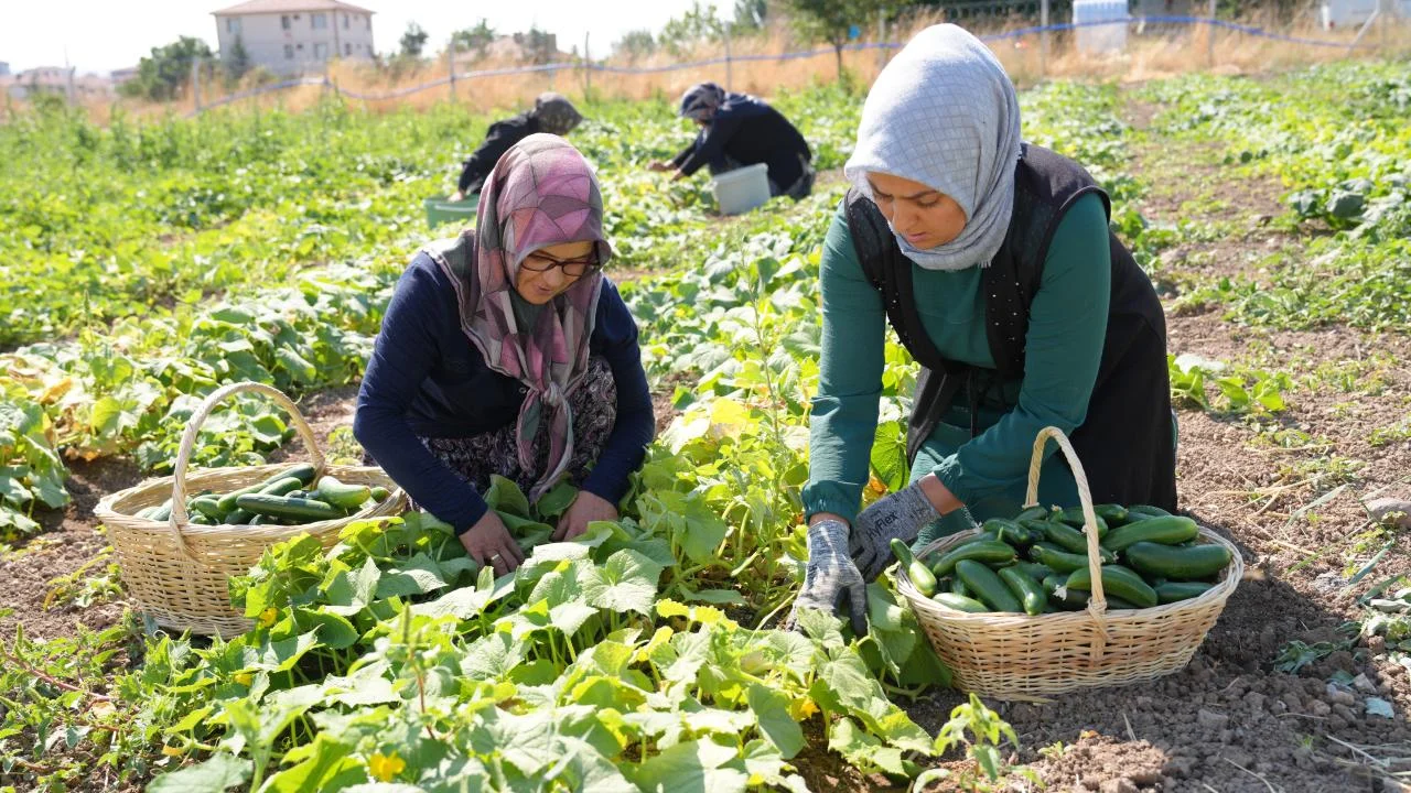 Çubuk turşusu 45 çeşidiyle dünya lezzetleri arasında