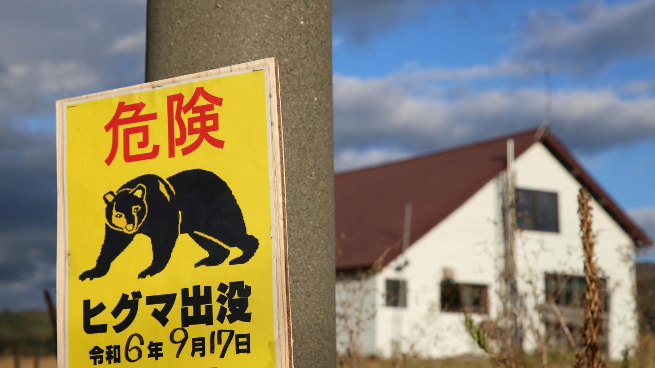 Japonya'da ayı saldırılarına karşı toplu itlaf: 14 binden fazla ayı öldürüldü