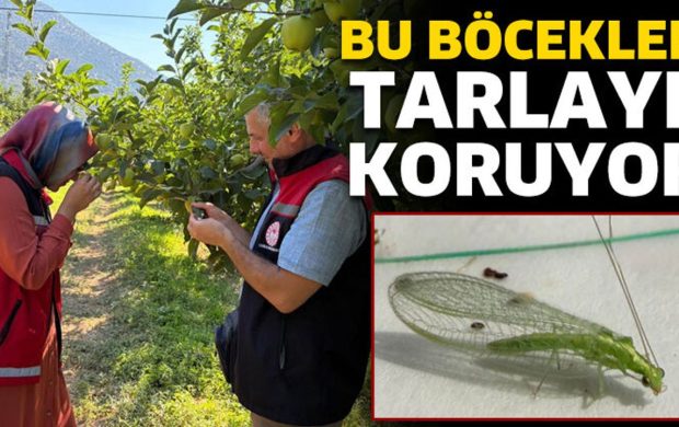 Bu Böcekler Tarlayı Koruyor