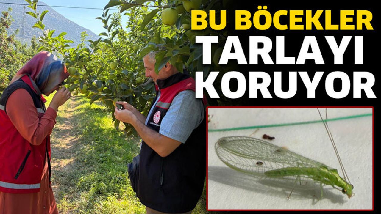 Bu Böcekler Tarlayı Koruyor