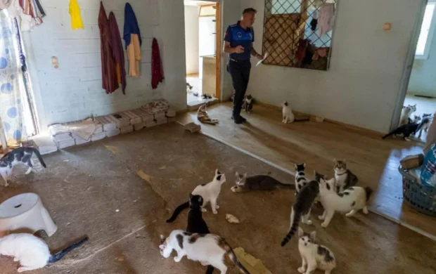 Kötü kokunun kaynağı çöp değil, 100 kedi çıktı