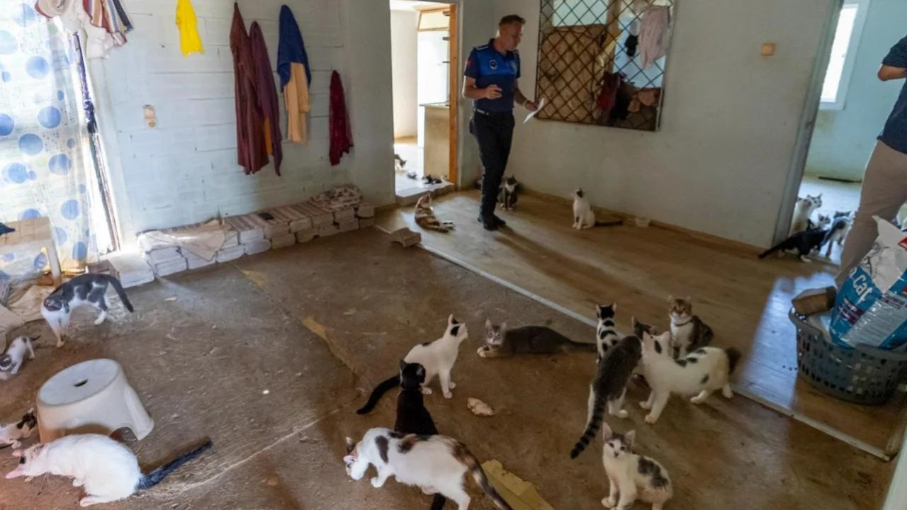 Kötü kokunun kaynağı çöp değil, 100 kedi çıktı