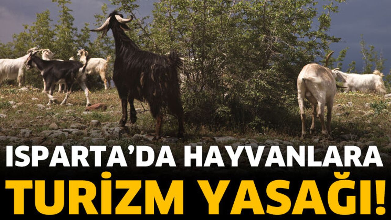 Isparta’da Hayvanlara Turizm Yasağı!