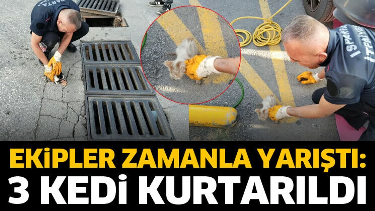 Ekipler zamanla yarıştı: 3 kedi kurtarıldı