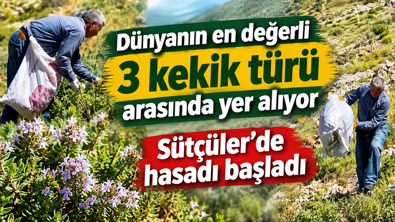 Sütçüler’de kekik hasadı başladı