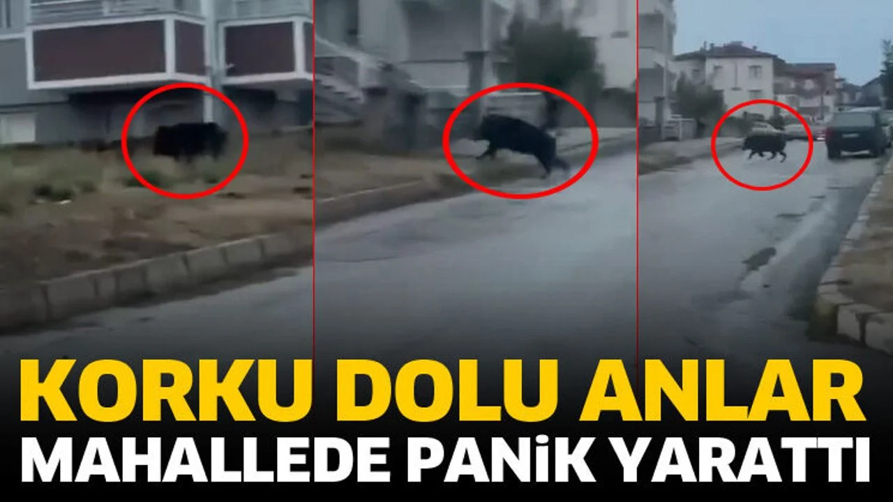 Yaban domuzu büyük panik yarattı