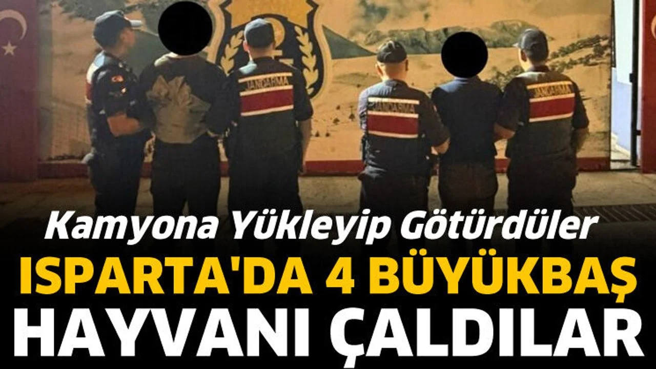 Isparta'da 4 büyükbaş hayvanı çaldılar