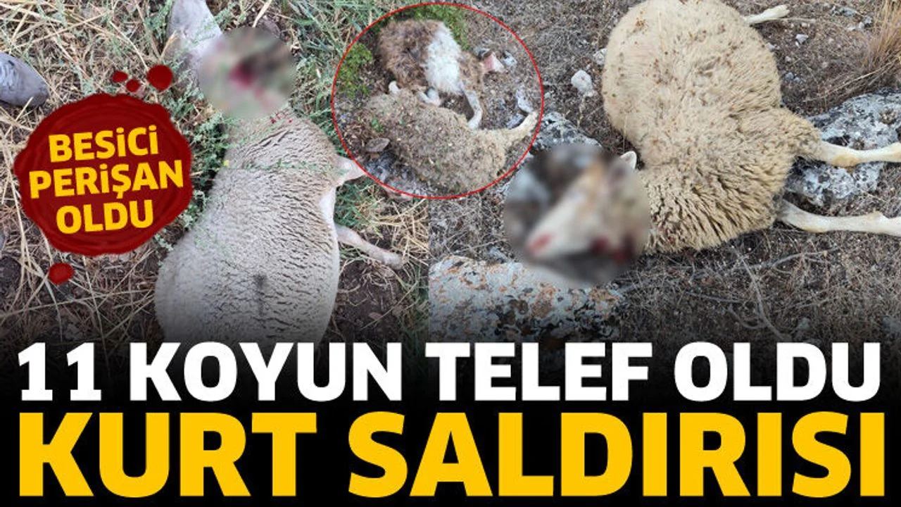 Yine kurtlar saldırdı! 11 koyun telef oldu