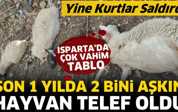 Isparta'da vahim tablo! Son 1 yılda 2 bini aşkın hayvan telef oldu