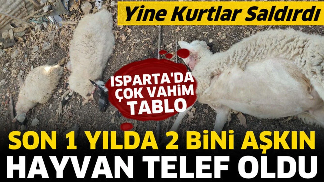 Isparta'da vahim tablo! Son 1 yılda 2 bini aşkın hayvan telef oldu