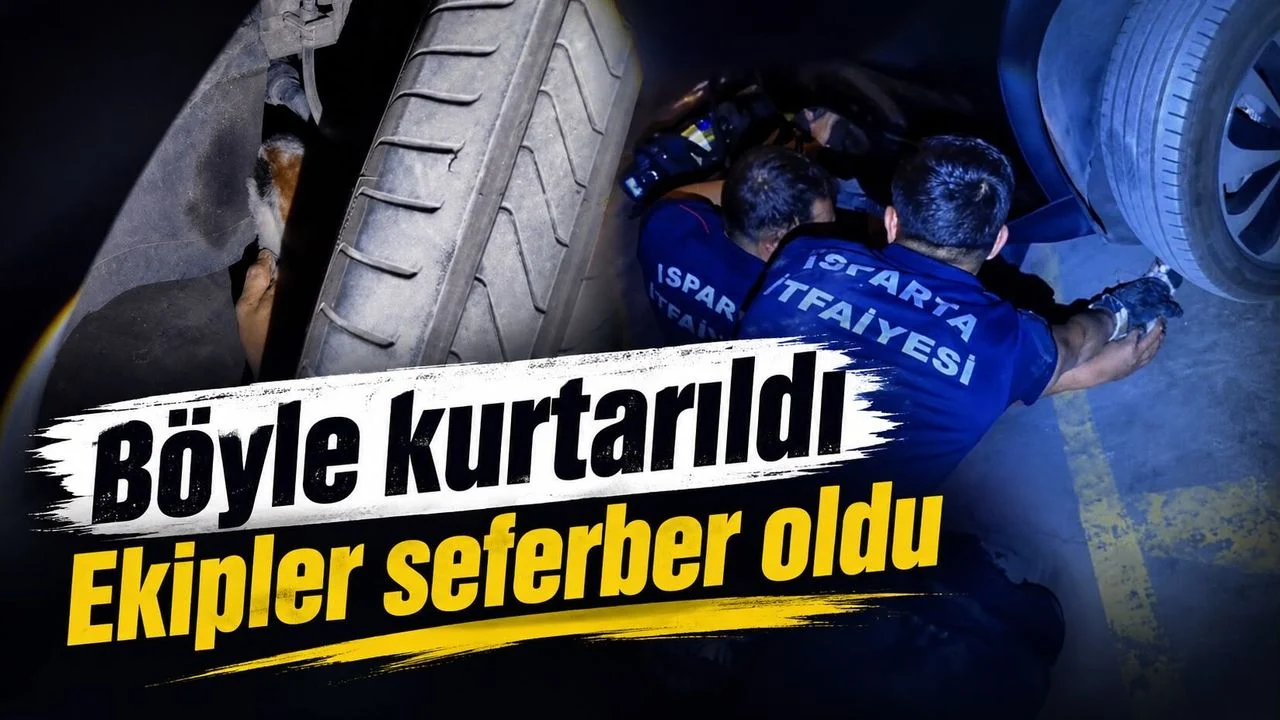 Kedi kurtarma operasyonu