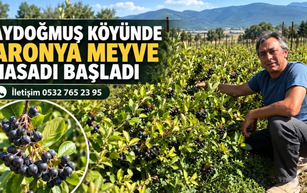ISPARTA’DA “SÜPER MEYVE” ARONYADA 2026 HASAT SEZONU BAŞLADI