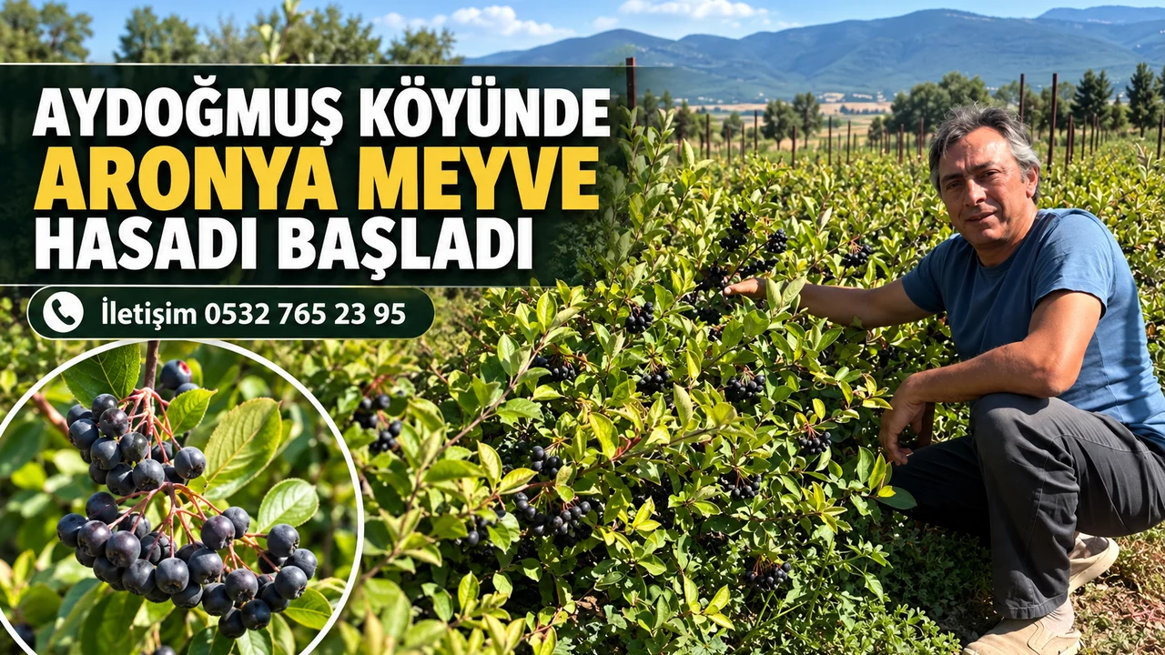 ISPARTA’DA “SÜPER MEYVE” ARONYADA 2026 HASAT SEZONU BAŞLADI