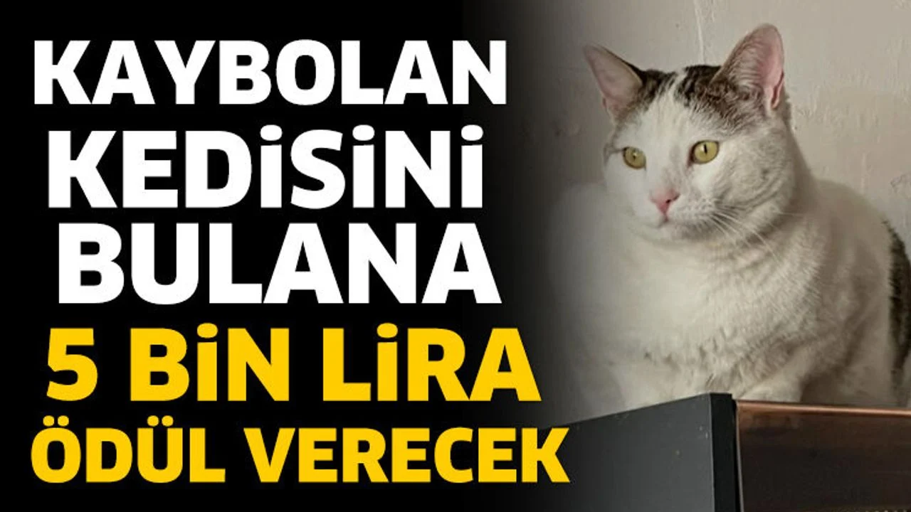 Kaybolan kedisini bulana 5 Bin Lira ödül verecek