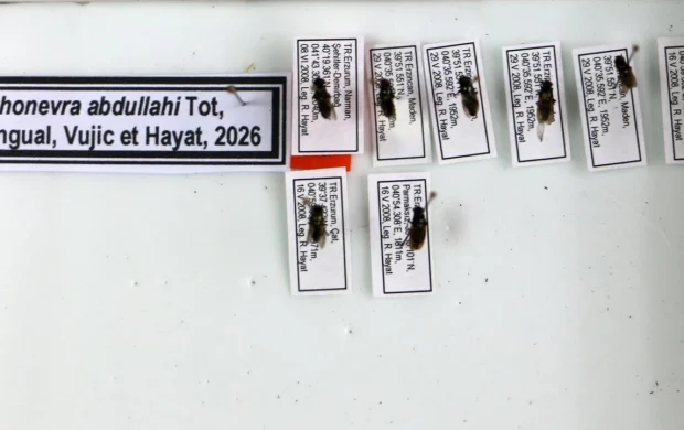 Keşfettiği çiçek sineği türüne 1998'de kaybettiği oğlunun adını verdi
