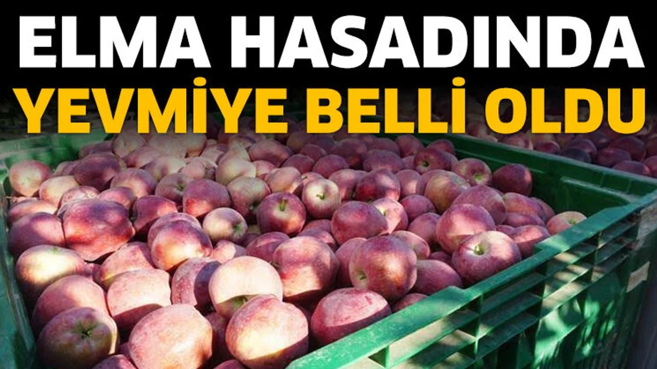 Elma Hasadında Yevmiye Belli Oldu