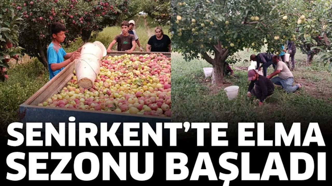 Senirkent’te elma sezonu başladı