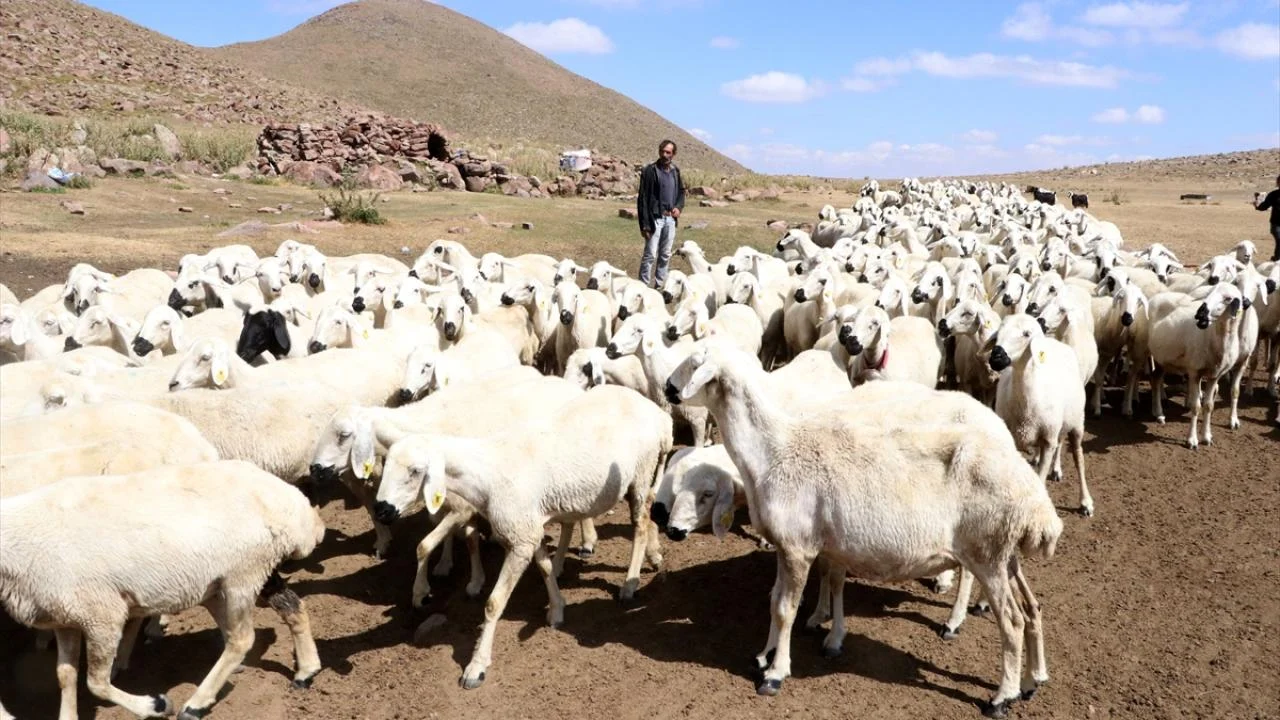 Türkiye hayvan varlığında Avrupa ülkelerini geride bıraktı