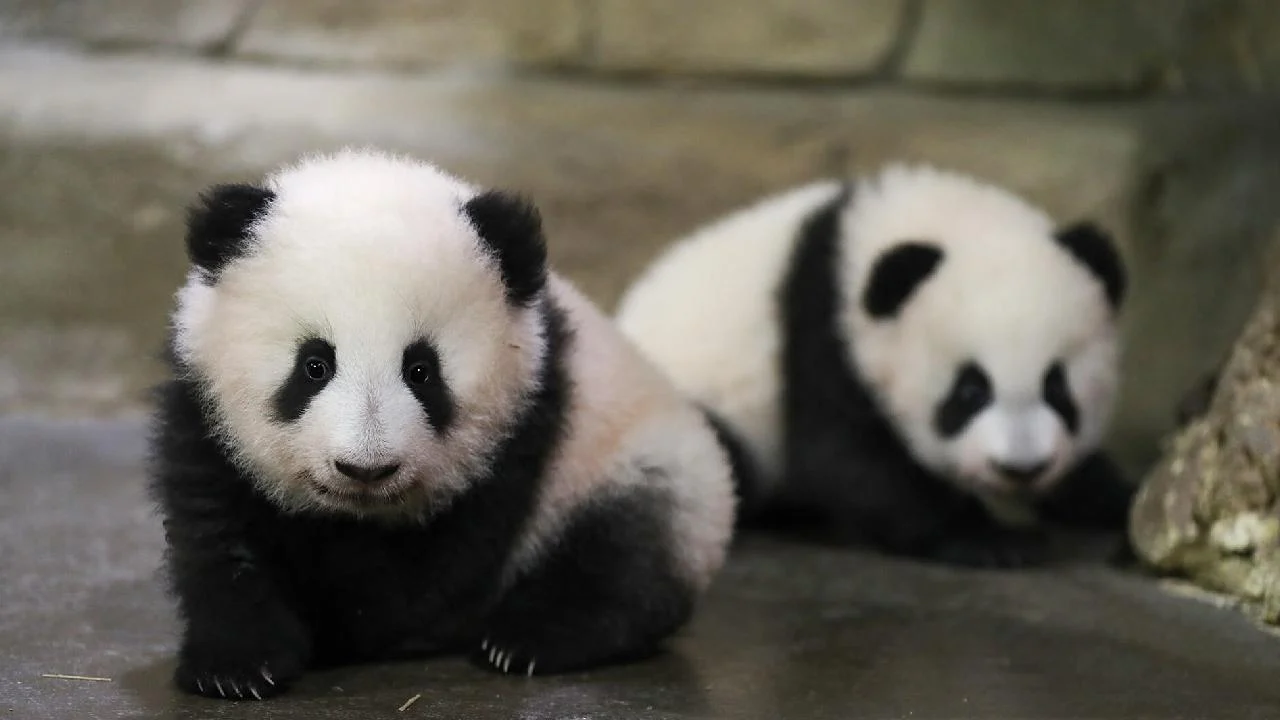 Panda diplomasisi geri döndü: Birkaç gün içinde ulaşacaklar