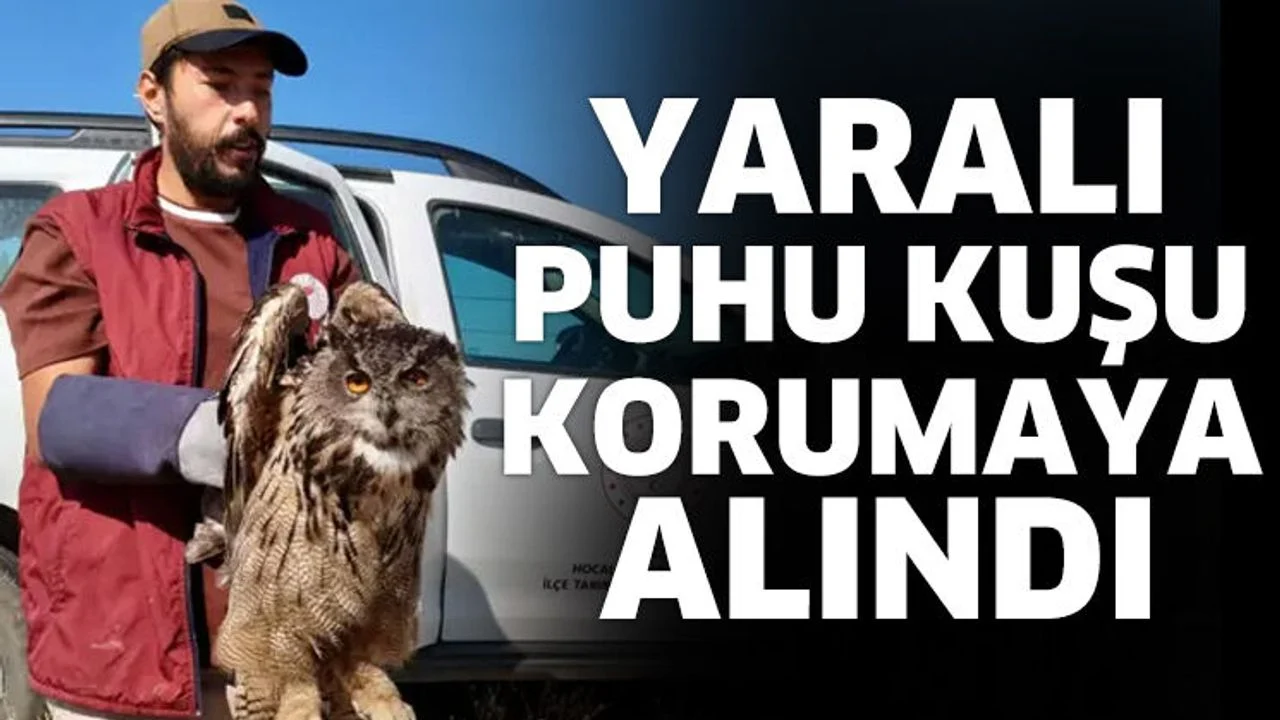 Yaralı puhu kuşu korumaya alındı