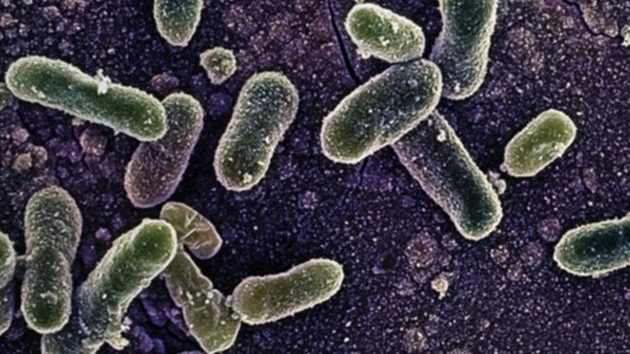 Belçikadaki Salmonella salgınında vaka sayısı 318e yükseldi.