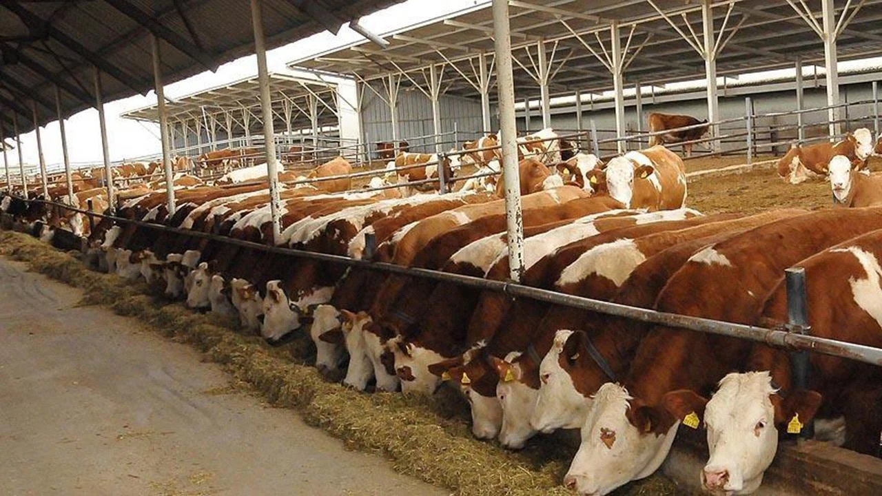 Gelecek yıl 480 bin baş erkek sığır ithal edilecek