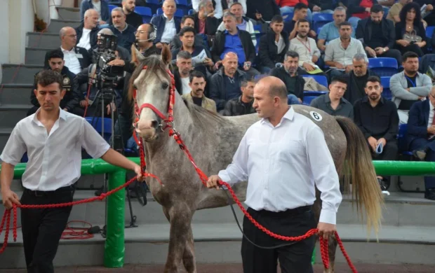 TİGEM 17 safkan Arap koşu tayı satışı yapacak