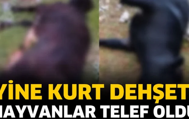 Kurtlar köye indi, 2 büyükbaş hayvan telef oldu