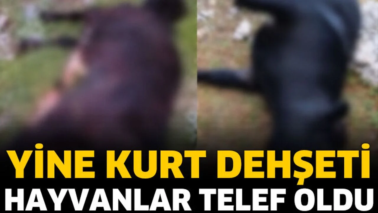 Kurtlar köye indi, 2 büyükbaş hayvan telef oldu