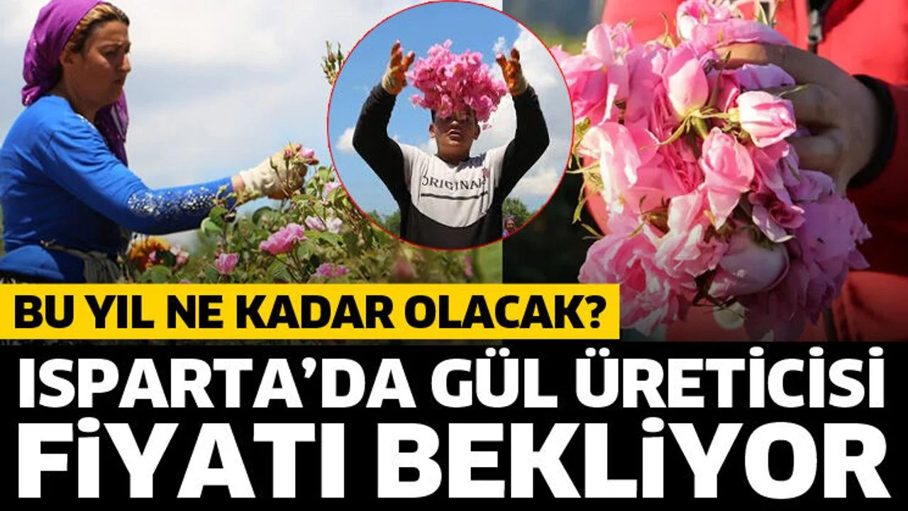 Isparta’da gül üreticisi fiyatı bekliyor