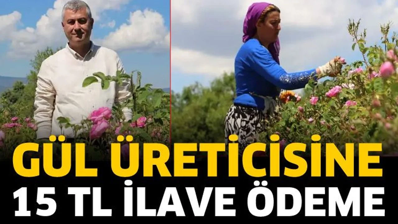 Gül üreticisine kilogram başına net 15 TL ilave ödeme