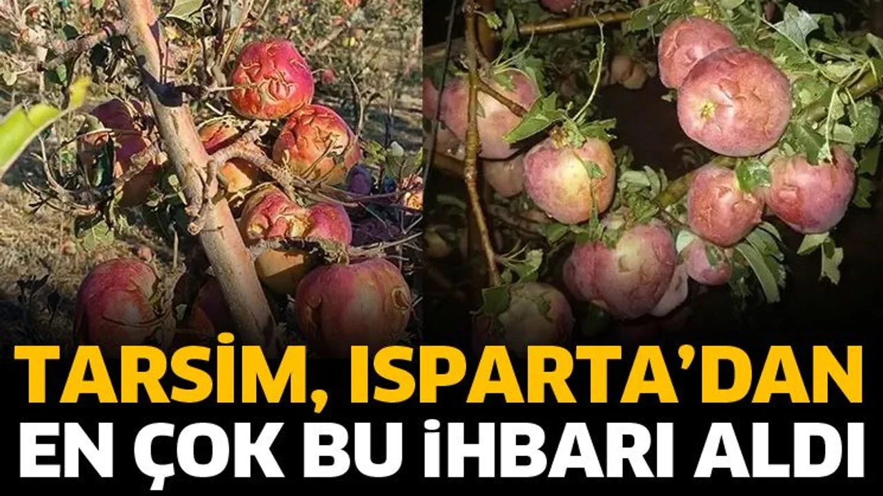 Isparta’da TARSİM’e en çok dolu vuran elma için hasar ihbarı yapıldı