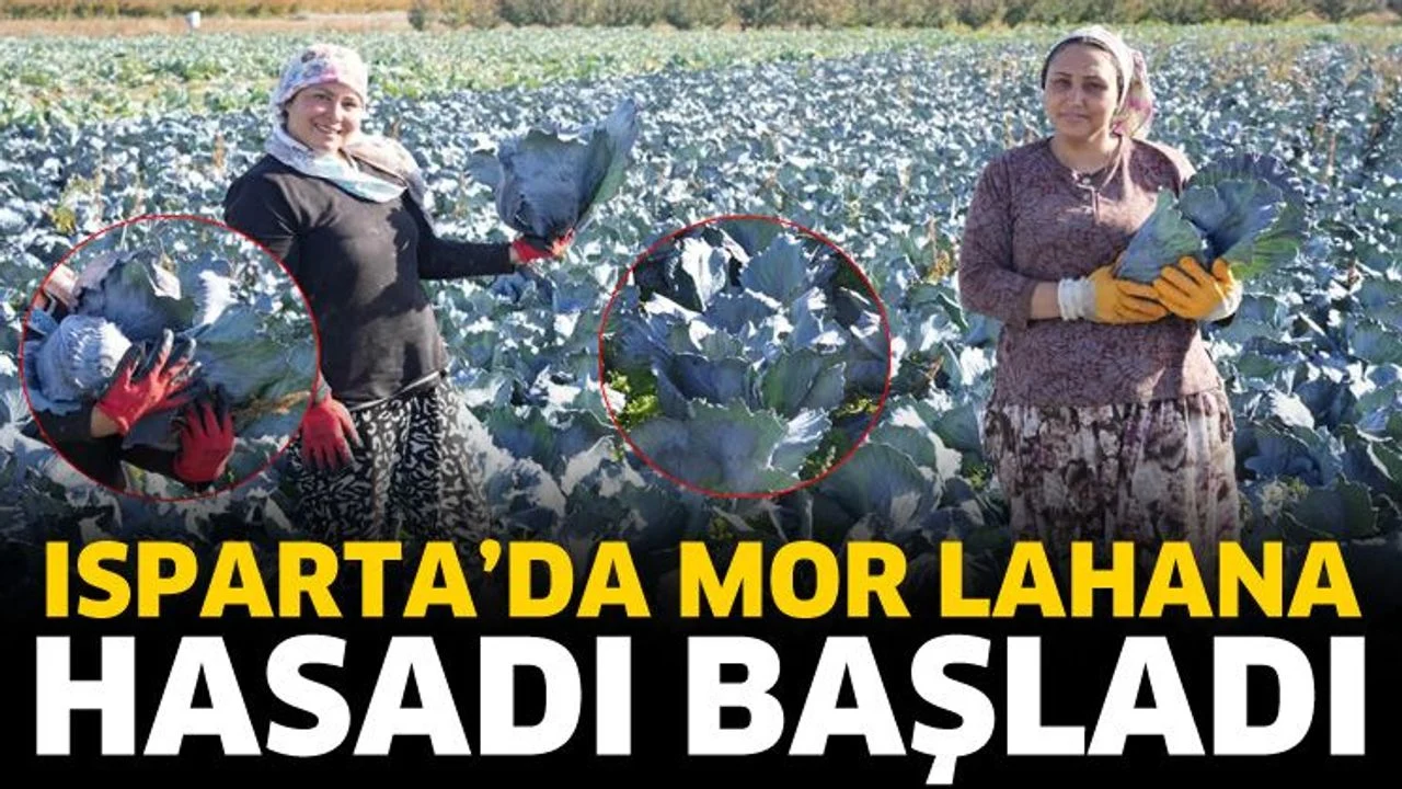 Isparta’da mor lahana hasadı başladı