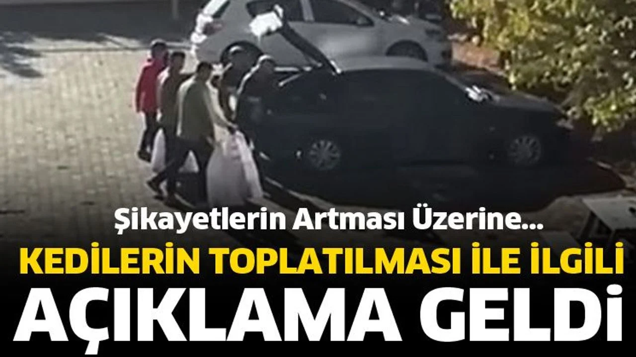 Şarkikaraağaç Kaymakamlığı’ndan yurttaki kedilerle ilgili açıklama
