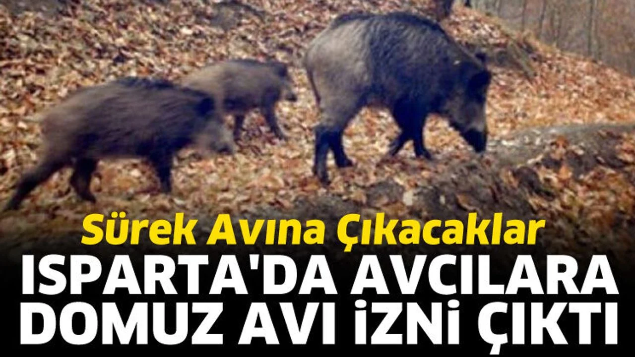 Isparta'da avcılara domuz avı izni çıktı