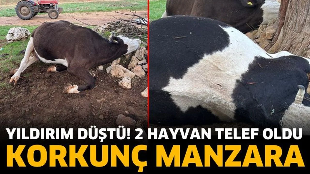 Yıldırım düştü! 2 büyükbaş hayvan telef oldu