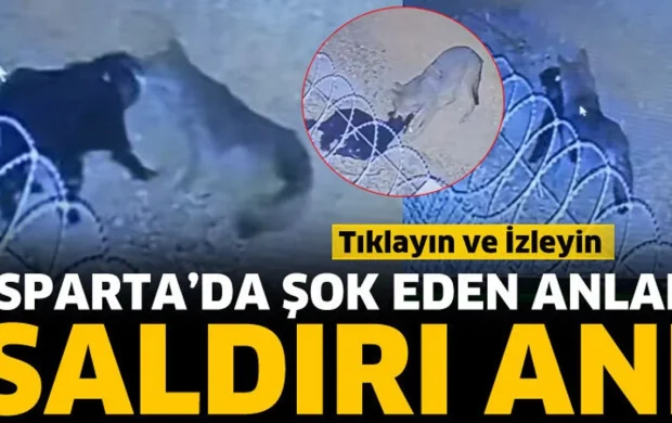 Isparta’da kurtların saldırısı kamerada