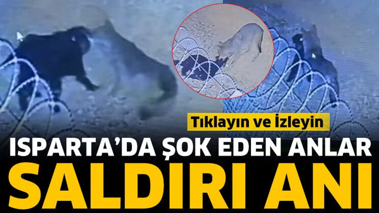 Isparta’da kurtların saldırısı kamerada