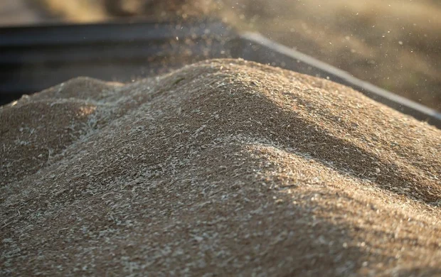 TİGEM 4 bin 427 ton mahsul buğday satacak