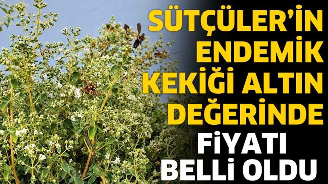 Sütçüler’in Endemik Kekiği Altın Değerinde