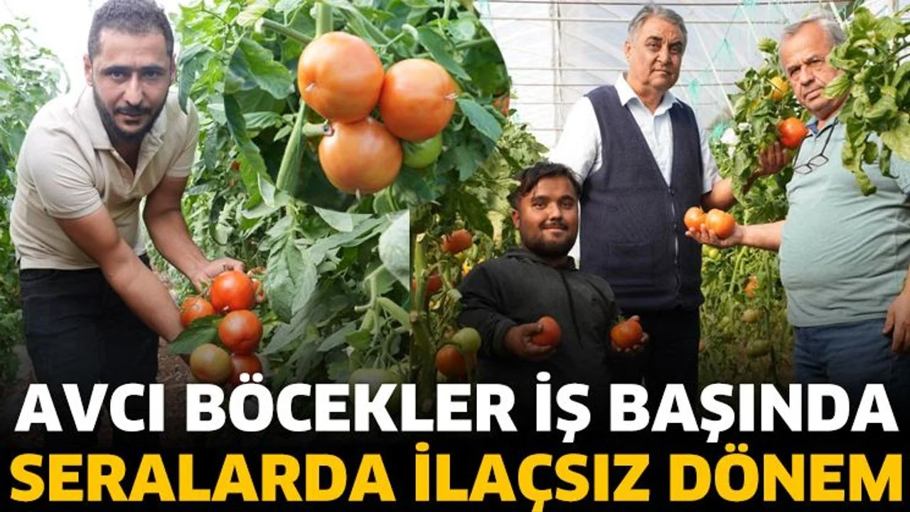 Isparta’da Domates Üretiminde Biyolojik Mücadele Başarı Getirdi