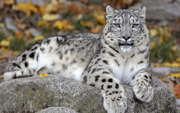 Hayvanat bahçesi görevlisi leopar saldırısı sonucu hayatını kaybetti