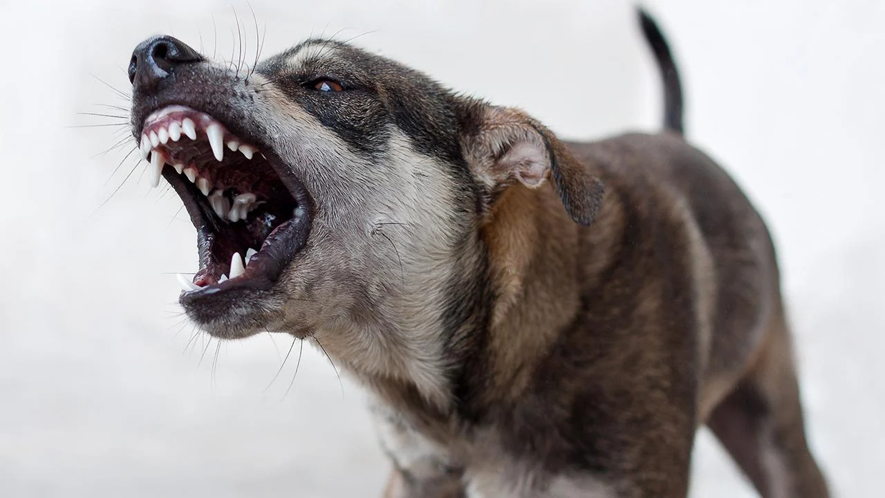 Mardin'de köpekten kaçarken kaybolan 12 yaşındaki çocuk bulundu